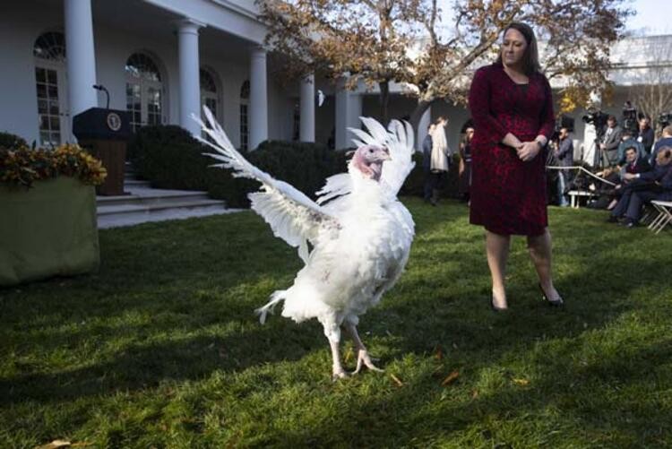 Trump 'Şükran Günü' için iki hindiyi affetti