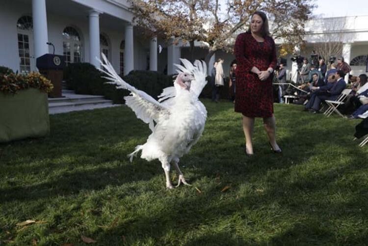 Trump 'Şükran Günü' için iki hindiyi affetti