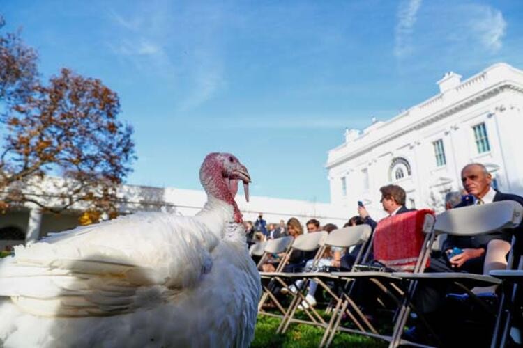 Trump 'Şükran Günü' için iki hindiyi affetti