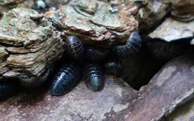 7 yıldır hastalanmamak için 'böcek' yiyorlar