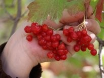 Gilaburu meyvesi kanserden koruyor