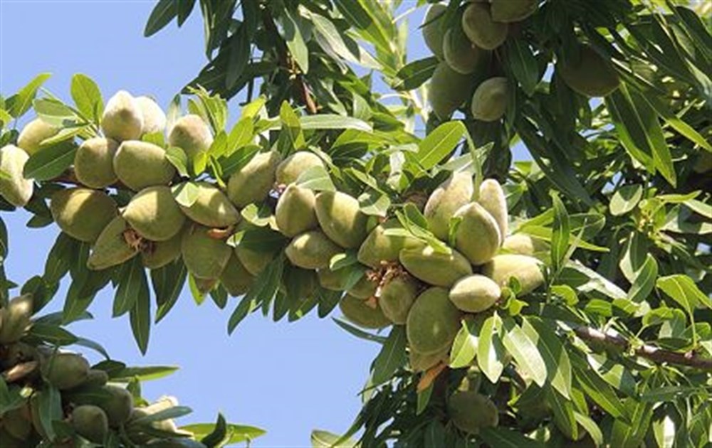 Bilim insanları açıkladı! İşte dünyanın en faydalı besini 