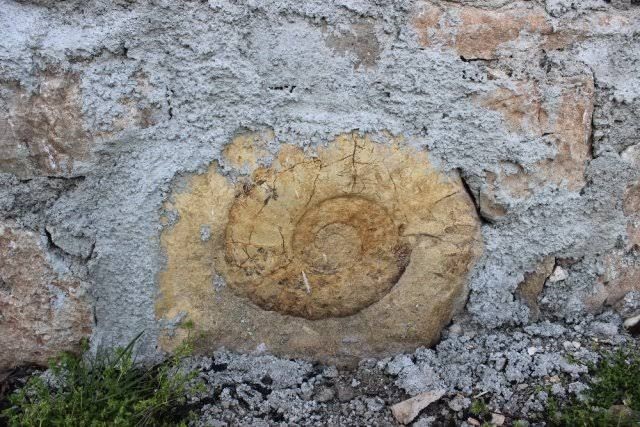 Adıyaman'da dev salyangoz fosili bulundu