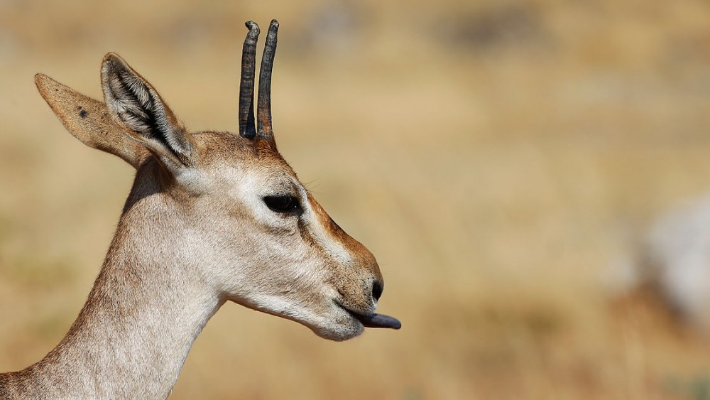 'Gazella gazella' türü dağ ceylanlarının varlığı artıyor