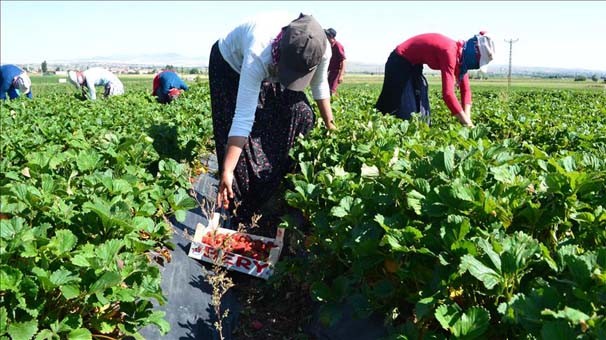 Mevsimlik işçilerin yıllık izin hakkı var mı?