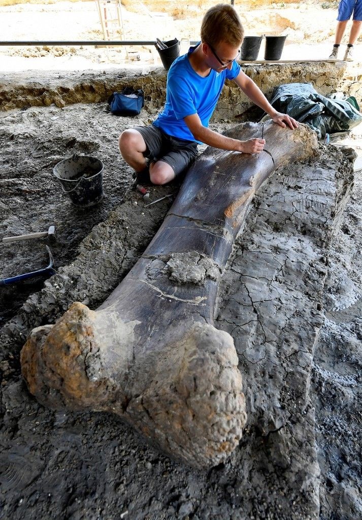 140 milyon yıllık dinozor kemiği bulundu