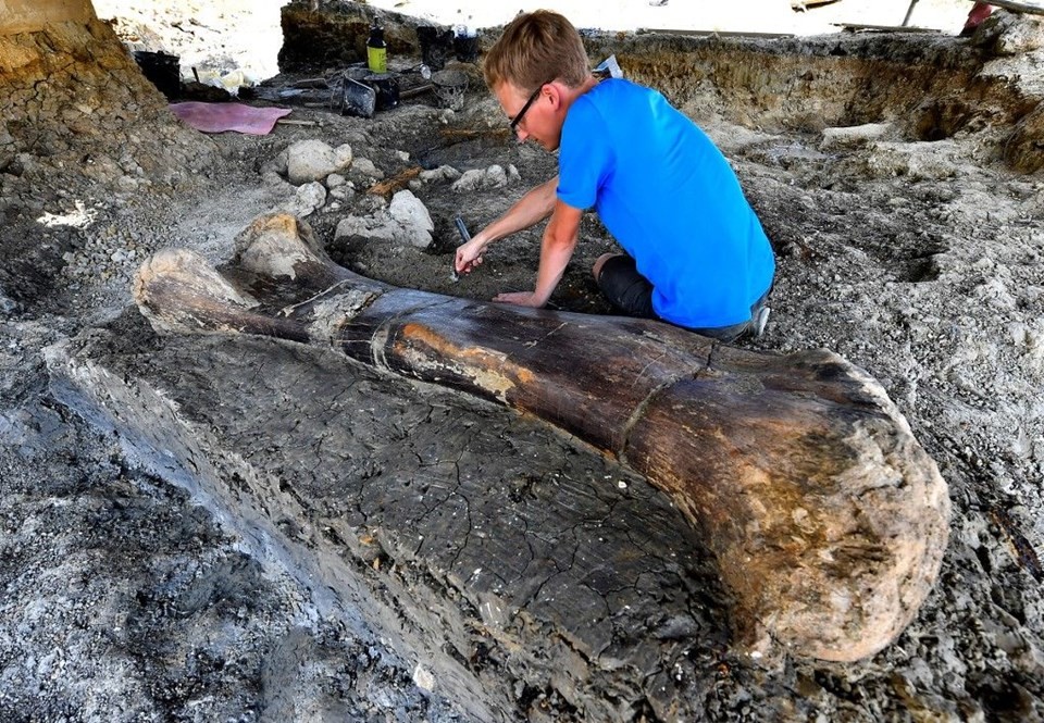 140 milyon yıllık dinozor kemiği bulundu