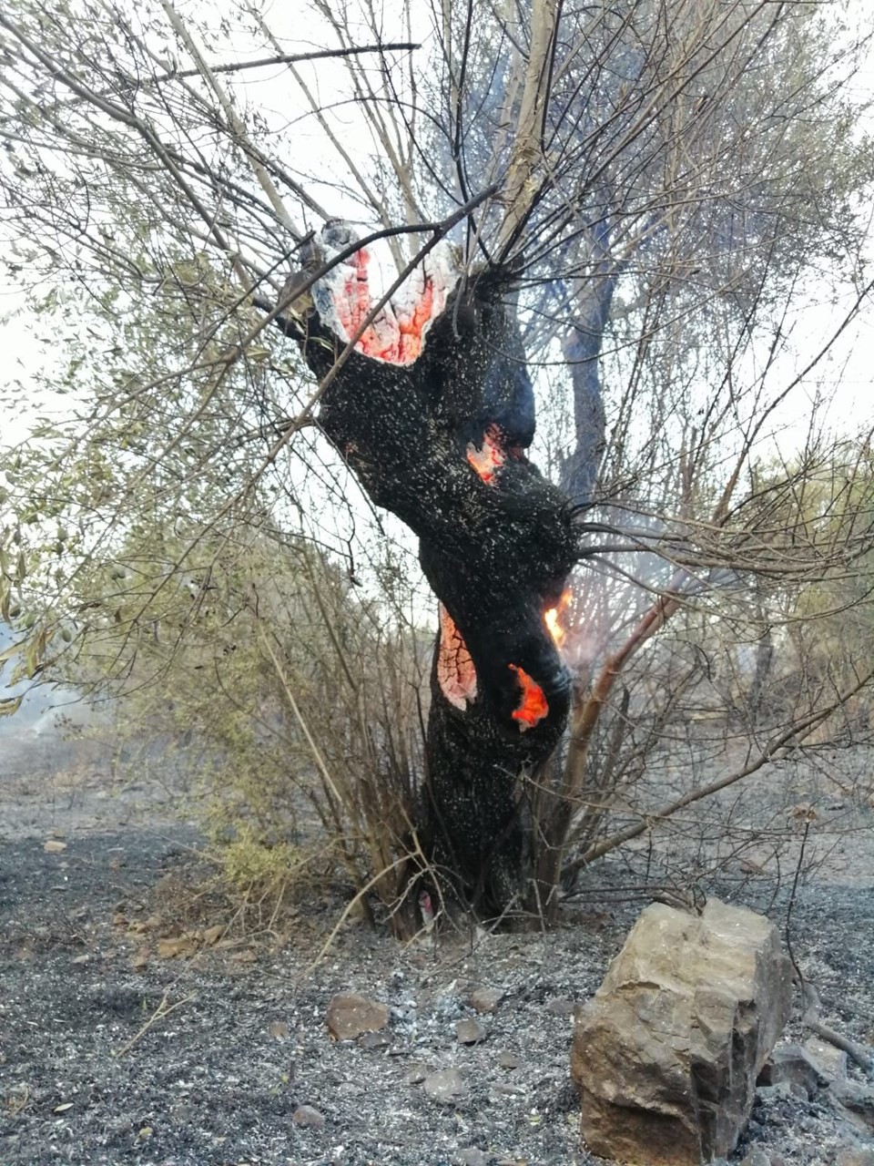 İzmir'deki yangın 3. gününde