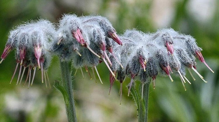 Dünyada sadece Türkiye'de bulunan bir bitki türü keşfedildi