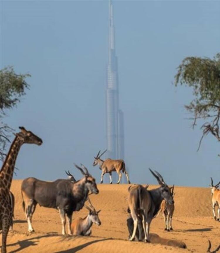 İşte Dubai Prensinin çılgın hayatı! Instagram’ın yıldızı...