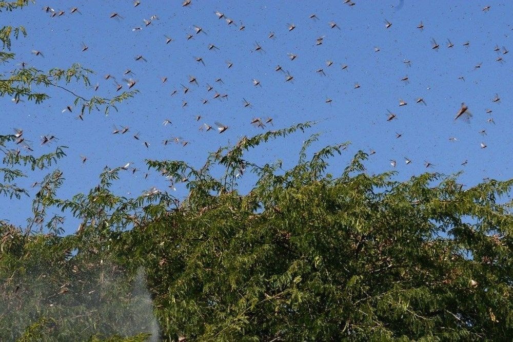 Yeni çekirge istilası kapıda