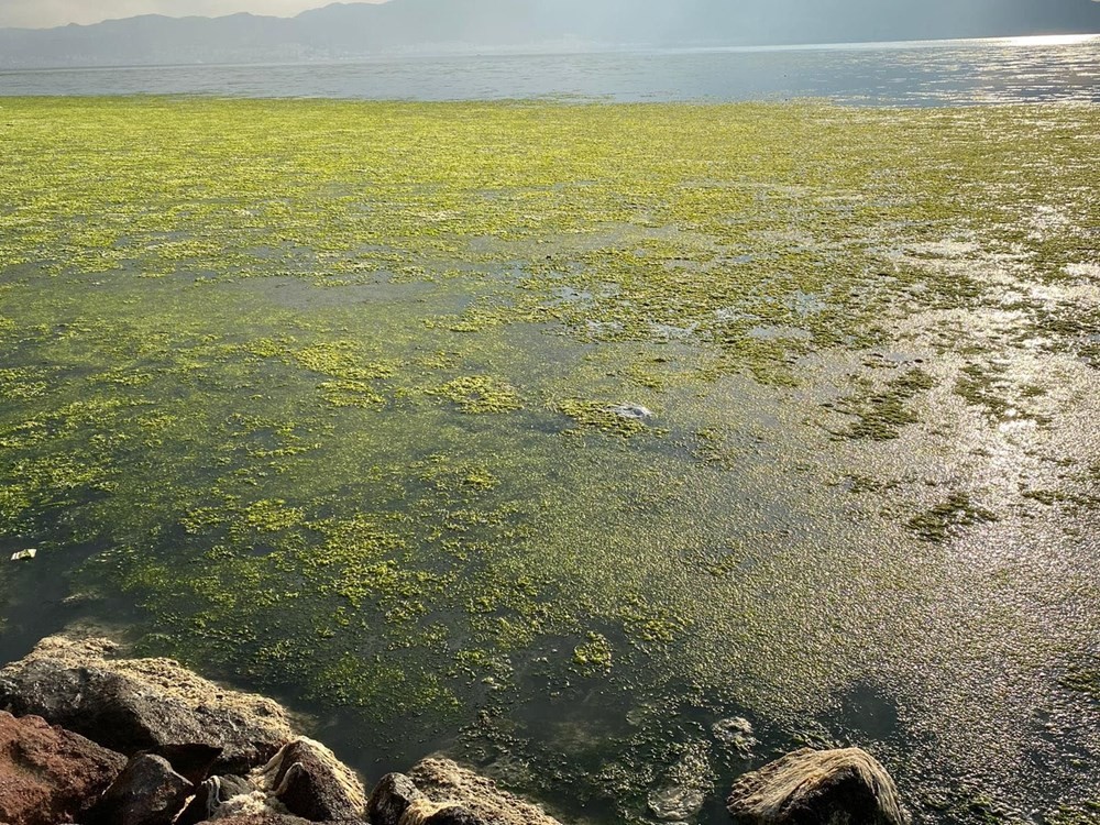 İzmir'de denizin rengi yeşile döndü