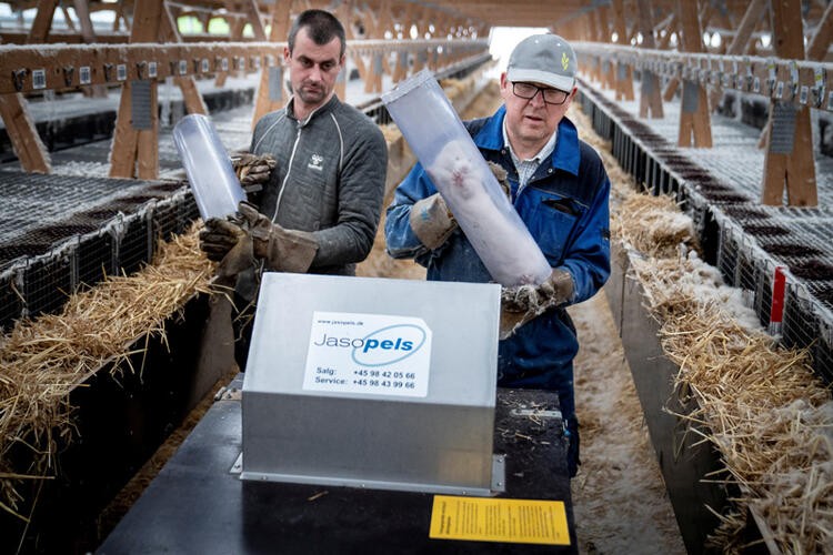 Çürümüş vizonlar hortladı!