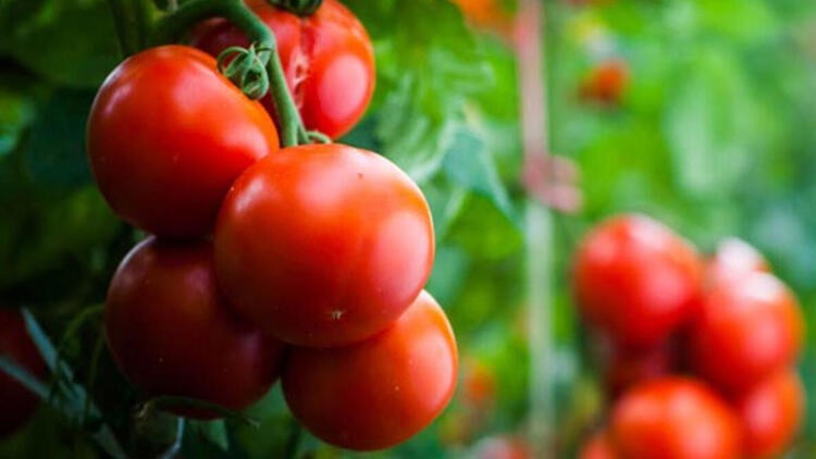 Akciğer fonksiyonlarını güçlendiren 10 besin