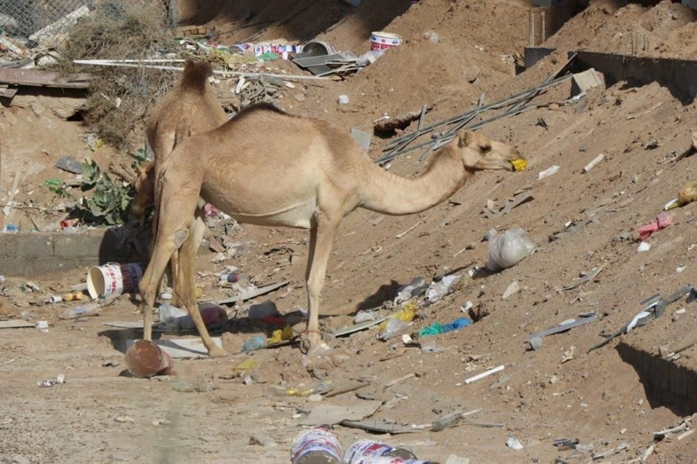 Dubai’de yüzlerce deve plastik kirliliği nedeniyle acı çekerek öldü