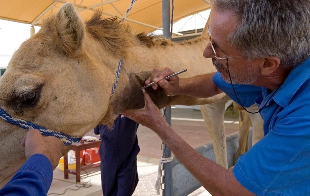 Dubai’de yüzlerce deve plastik kirliliği nedeniyle acı çekerek öldü