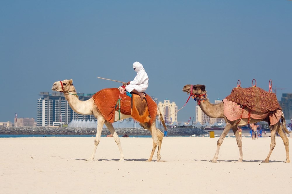 Dubai’de yüzlerce deve plastik kirliliği nedeniyle acı çekerek öldü