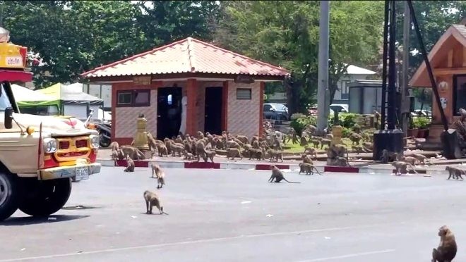 Turist gelmeyince aç kalan maymunlar şehre indi