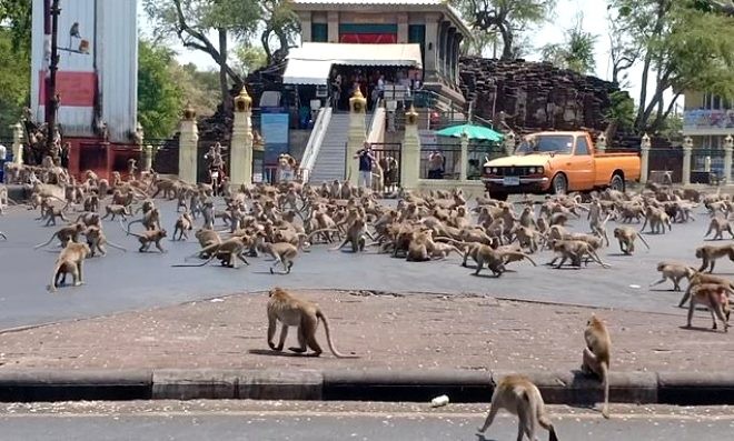 Turist gelmeyince aç kalan maymunlar şehre indi