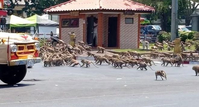 Turist gelmeyince aç kalan maymunlar şehre indi