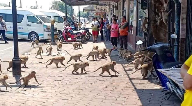 Turist gelmeyince aç kalan maymunlar şehre indi