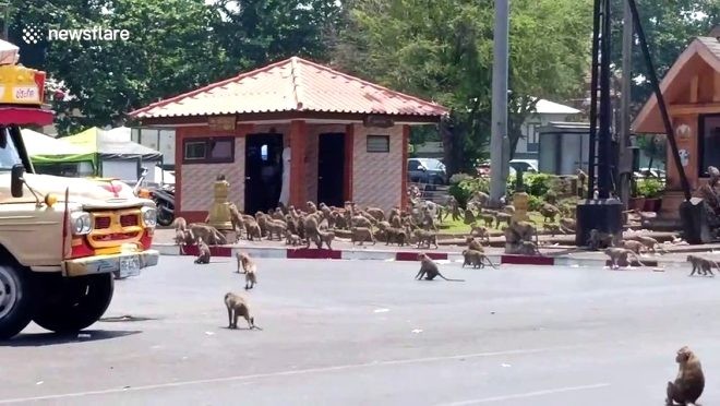 Turist gelmeyince aç kalan maymunlar şehre indi