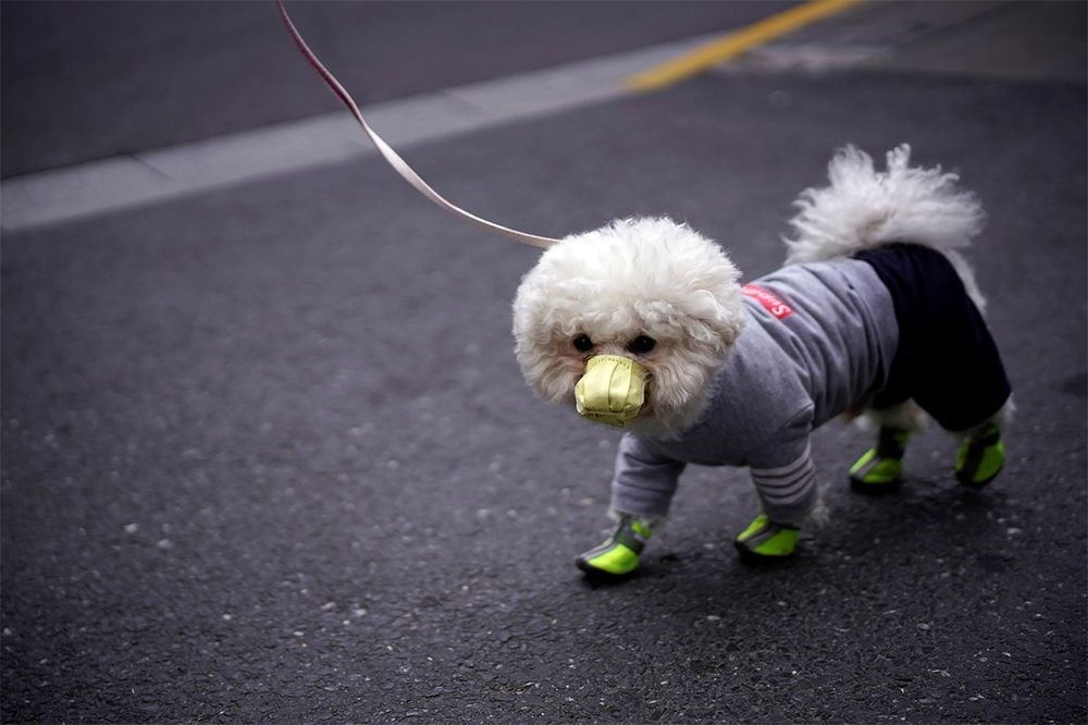 Korona'dan ilk köpek ölümü şüphesi