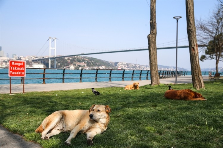 İstanbul sokaklarında korona virüs sakinliği