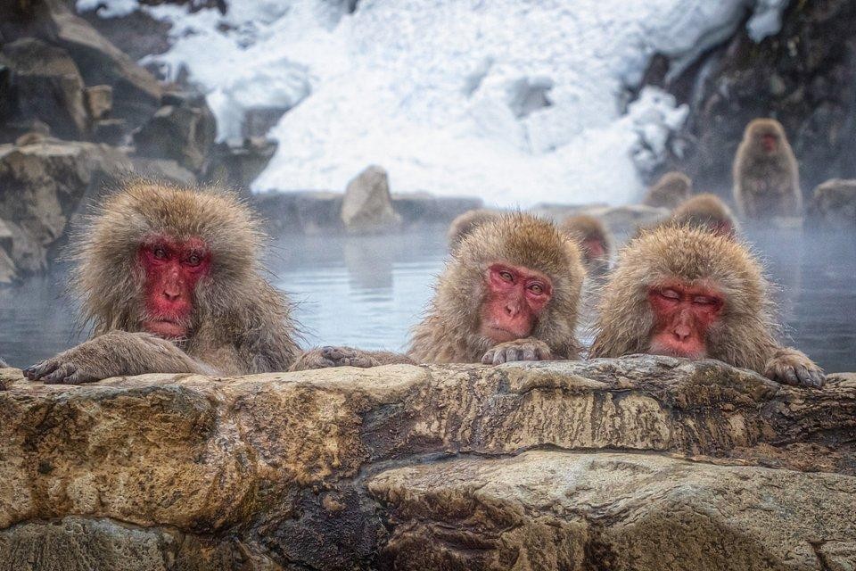 Dünyanın en iyi vahşi hayat fotoğrafları 