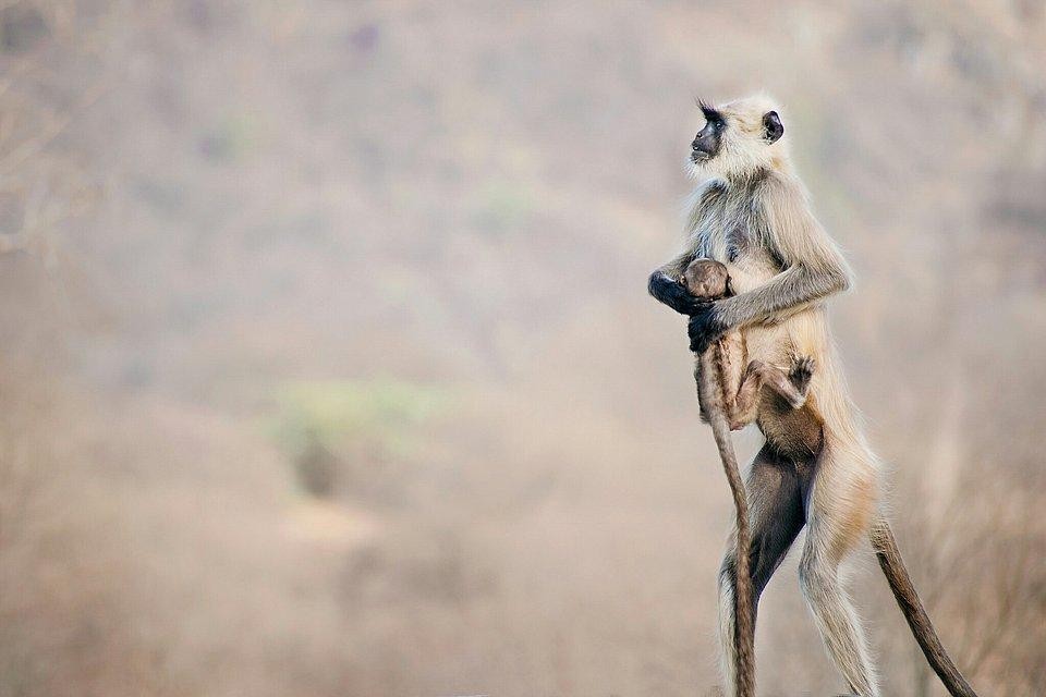 Dünyanın en iyi vahşi hayat fotoğrafları 