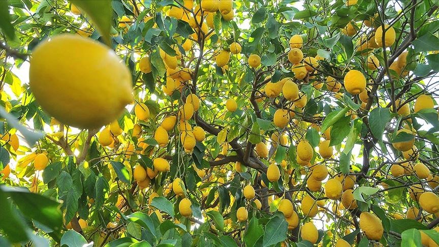  Kabuğu soyulmuş bir limonu yerseniz... 