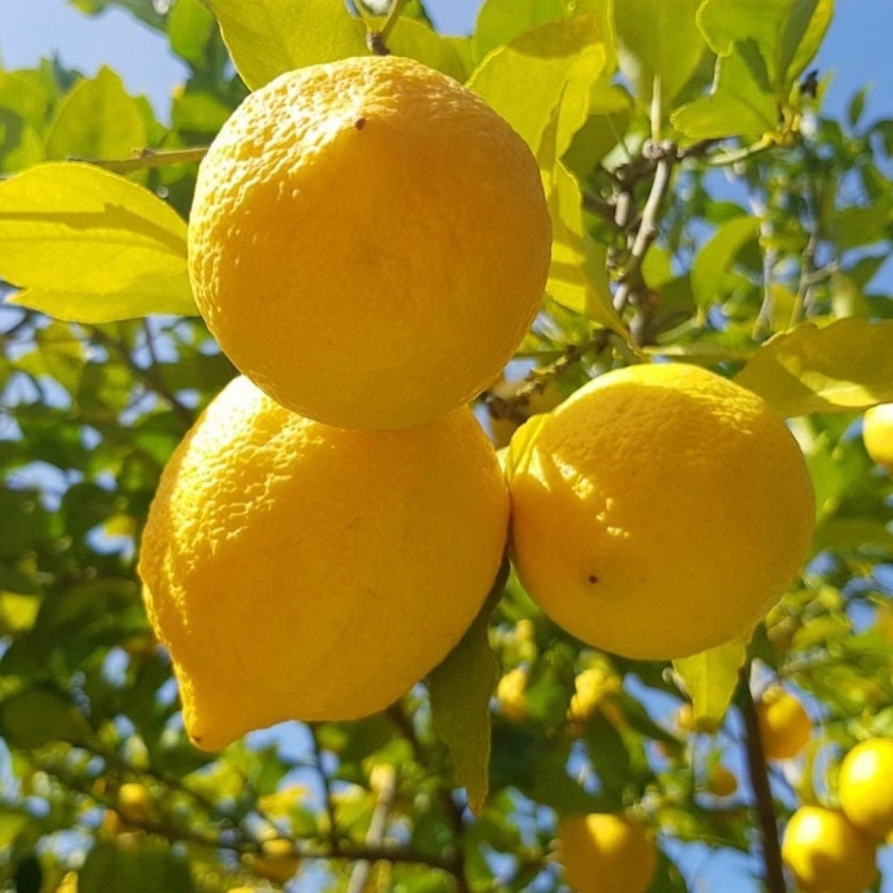  Kabuğu soyulmuş bir limonu yerseniz... 