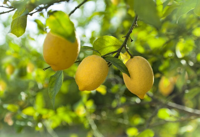  Kabuğu soyulmuş bir limonu yerseniz... 