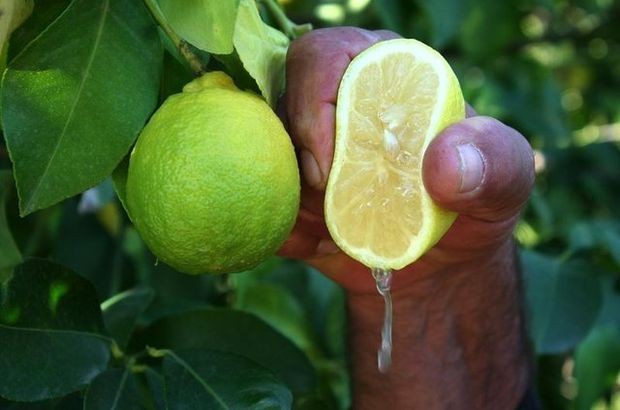  Kabuğu soyulmuş bir limonu yerseniz... 