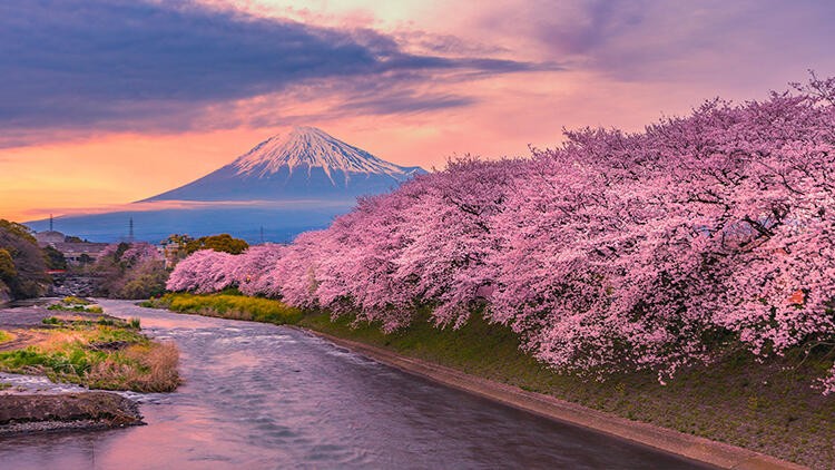 Çam ve sakura ne demek?