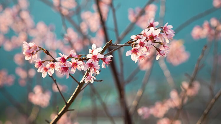 Çam ve sakura ne demek?