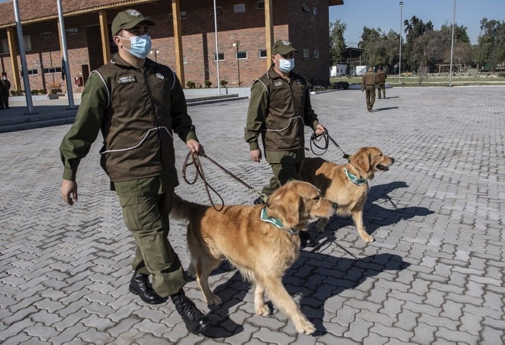 Şili normalleşme için çareyi korona köpeklerinde arıyor