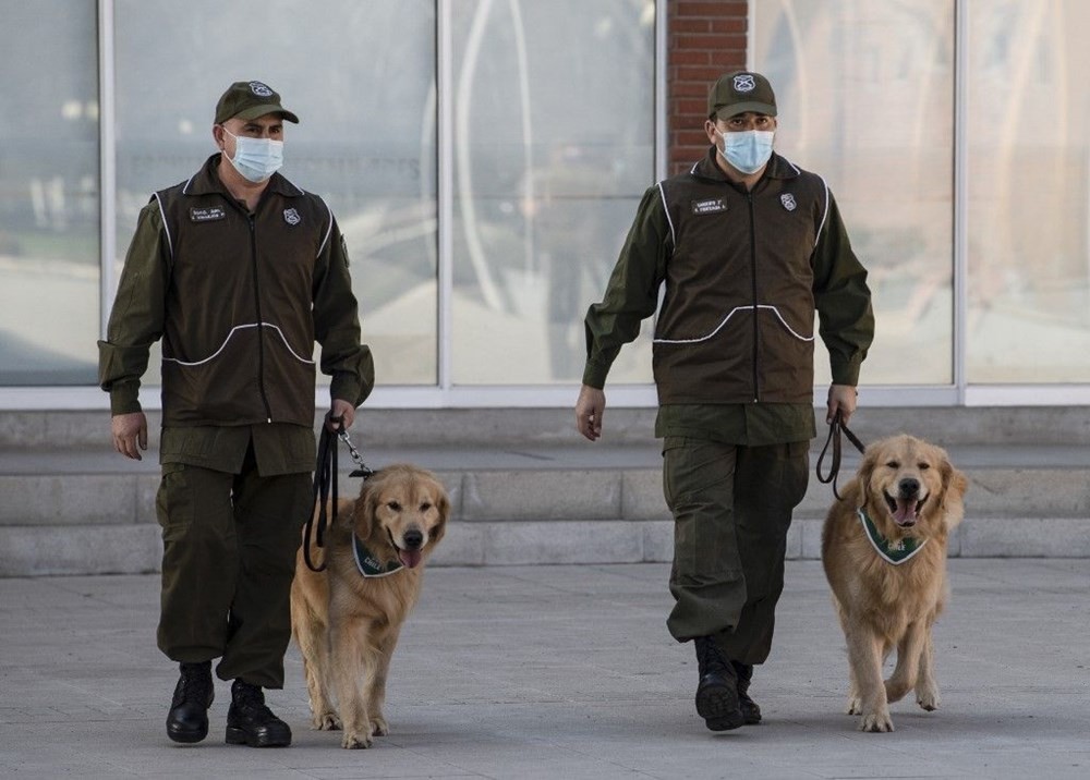 Şili normalleşme için çareyi korona köpeklerinde arıyor