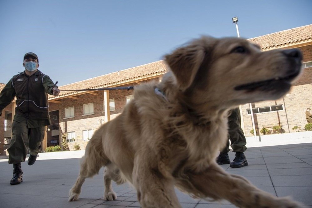 Şili normalleşme için çareyi korona köpeklerinde arıyor