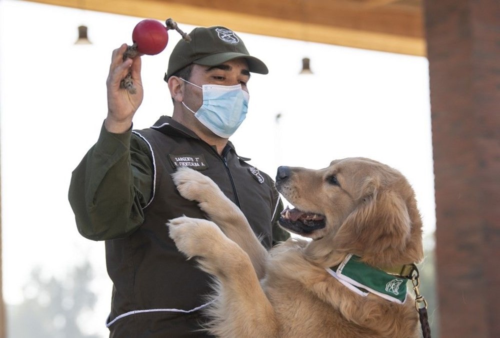 Şili normalleşme için çareyi korona köpeklerinde arıyor