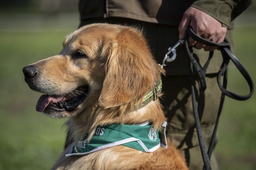 Şili normalleşme için çareyi korona köpeklerinde arıyor