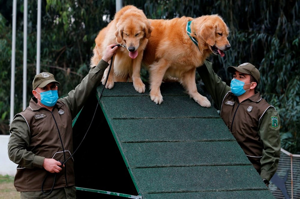 Şili normalleşme için çareyi korona köpeklerinde arıyor