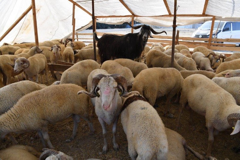 Kurbanlıklardan ve kurban etinden Kovid-19 bulaşır mı?