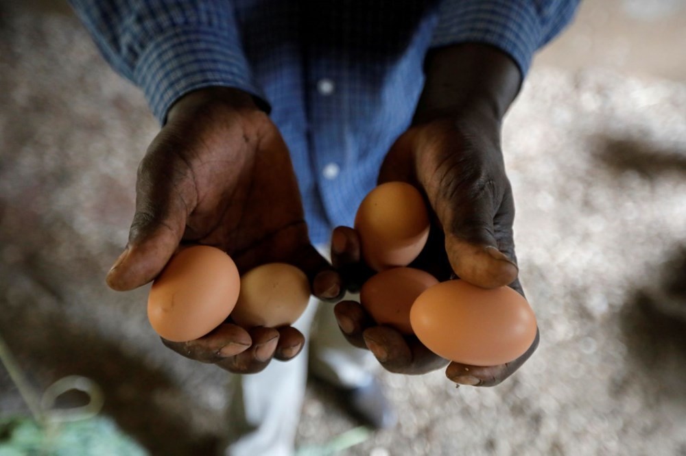 Kenya'da sınıfları tavuklar doldurdu