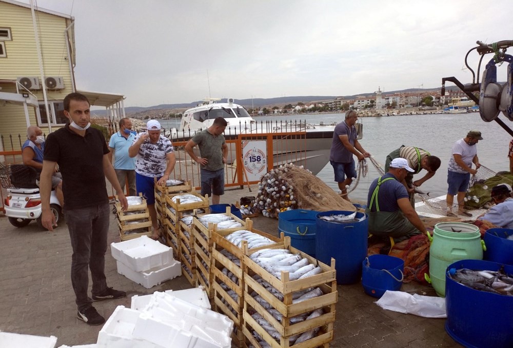 Palamut bolluğu fiyatlara yansıdı