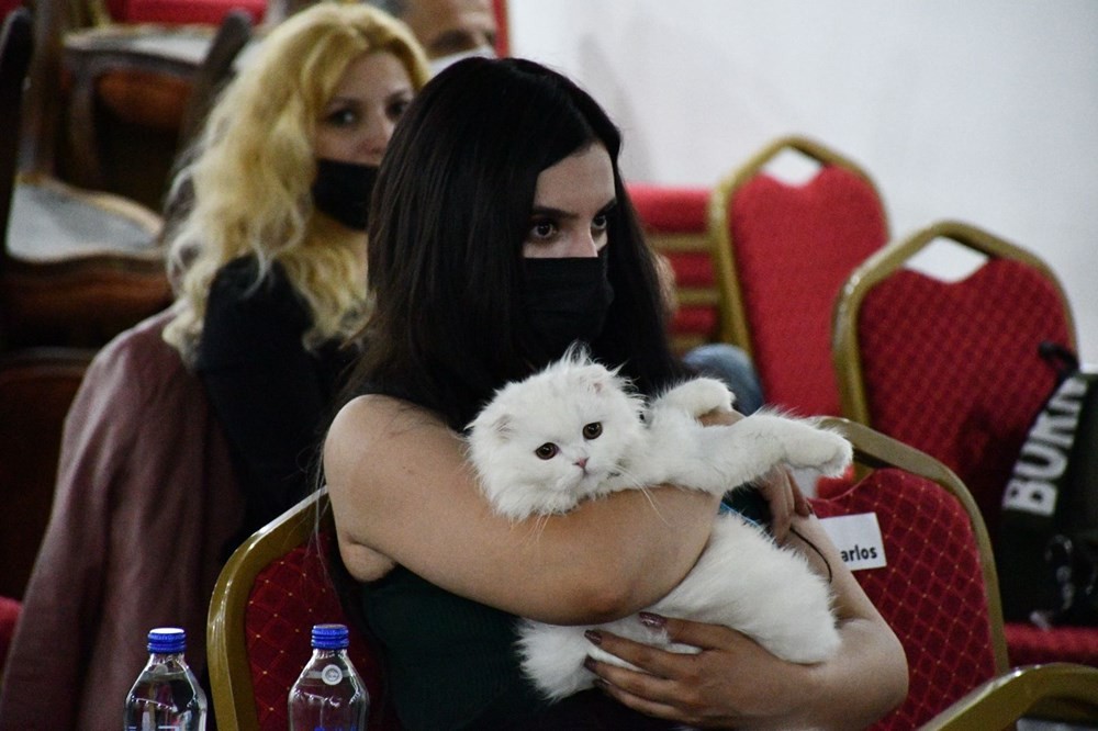 Sivas'ta 'limuzinle şehir turu' ödüllü kedi güzellik yarışması düzenlendi