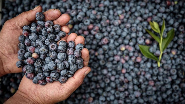 Renklerine göre bağışıklığı güçlendiren sebze ve meyveler