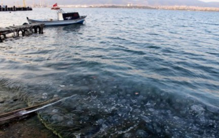 Gölcük'te sahil denizanasıyla kaplandı