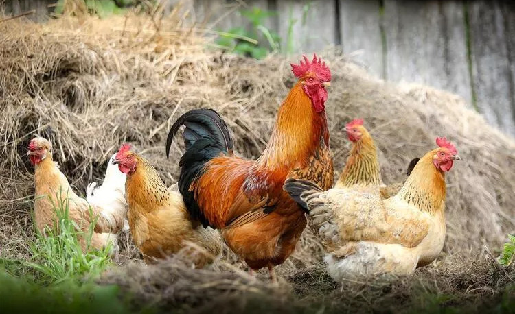 Yeni salgının adresi belli oldu: Koronadan bile kötü olabilir!