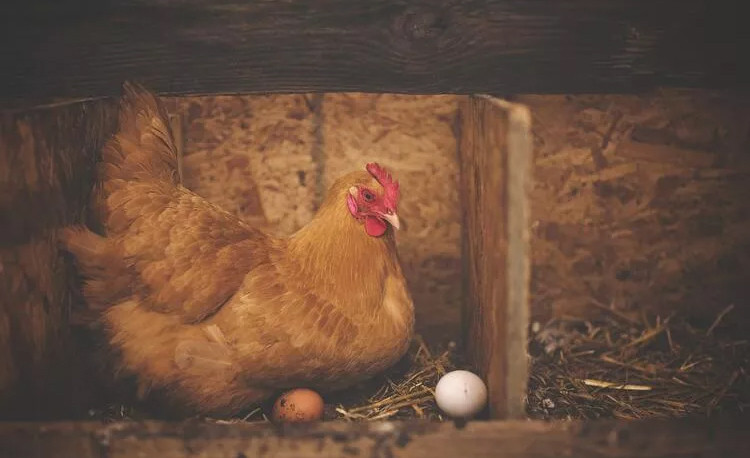 Yeni salgının adresi belli oldu: Koronadan bile kötü olabilir!